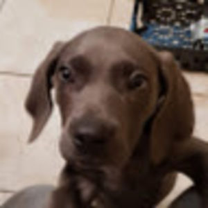 Meet your Posher, Amy lynn